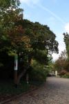 Foto ulmus_elegantissima_h_1785181425.jpg