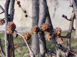 Foto ulmus_glabra_d_chelcice_1785181494.jpg