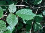 Foto ulmus_glabra_d_vodnany_1785181517.jpg