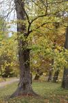 Foto ulmus_laevis_d4_1785181617.jpg