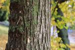 Foto ulmus_minor_d1_1785181728.jpg