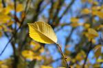 Foto ulmus_minor_d_1785181705.jpg