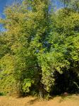 Foto ulmus_minor_h_1785181749.jpg