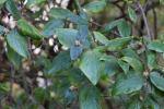 Foto viburnum_burkwoodi_d_1785246098.jpg