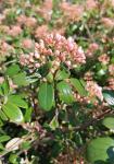 Foto viburnum_burkwoodii__conoy__-_detail_(arboretum_vsenory)_1684232187.jpg