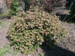 Foto viburnum_burkwoodii__conoy__-_habitus_(arboretum_vsenory)_1684232194.jpg