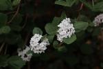 Foto viburnum_carlesii_ii_d1_1785246172.jpg