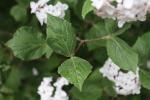 Foto viburnum_carlesii_ii_d2_1785246190.jpg
