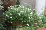 Foto viburnum_carlesii_ii_h_1785246211.jpg