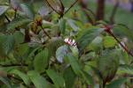 Foto viburnum_farreri_d2_1785246485.jpg