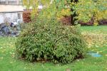 Foto viburnum_farreri_ii_h_1785246437.jpg