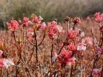 Foto viburnum_farreri_´nanum´_d_libosad_1785246356.jpg