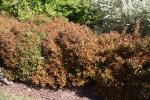 Foto viburnum_farreri_´nanum´_h_1785246379.jpg