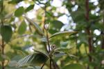 Foto viburnum_lantana_d_1785246673.jpg