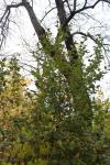 Foto viburnum_lantana_h_1785246691.jpg