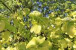 Foto viburnum_lantana_´aurea´_d_1785246557.jpg