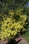 Foto viburnum_lantana_´aurea´_h_1785246581.jpg