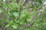 Foto viburnum_opulus_d1_1785246752.jpg