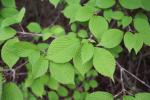 Foto viburnum_plicatum_d2_1785246831.jpg