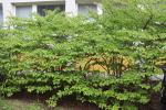 Foto viburnum_plicatum_iii_h_1785246852.jpg