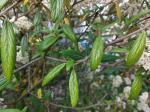 Foto viburnum_pragense_d1_kampus_1785247003.jpg