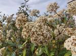 Foto viburnum_pragense_d2_kampus_1785246980.jpg