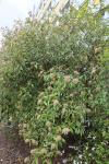 Foto viburnum_pragense_ii_h_1785247023.jpg