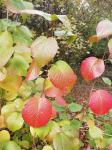 Foto viburnum_prunifolium_-_kalina_vysnolista_1586642425.jpg