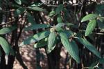 Foto viburnum_rhytidophyllum_ii_d_1785247086.jpg