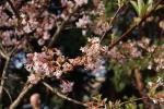 Foto viburnum_x_bodnantense_´dawn´_d_1785247344.jpg