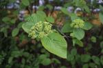 Foto viburnum_x_carlcephallum_d_1785247439.jpg