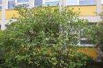 Foto viburnum_x_carlcephallum_h_1785247459.jpg