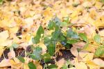 Foto vinca_major_h_1785247509.jpg