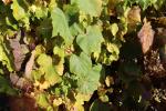 Foto vitis_coignetiae_d_1785247653.jpg