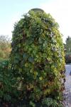 Foto vitis_coignetiae_h_1785247673.jpg