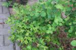 Foto vlevo_symphoricarpos_orbiculatus,_vpravo_albus_1785247746.jpg