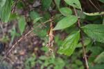 Foto weigela_florida_ii_d1_1785248010.jpg