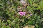 Foto weigela_florida_ii_d2_1785247979.jpg