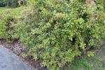 Foto weigela_florida_ii_h_1785248043.jpg