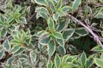 Foto weigela_florida_´variegata´_d_1785247884.jpg