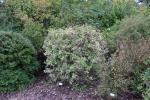 Foto weigela_florida_´variegata´_h_1785247902.jpg