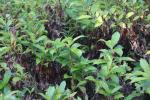 Foto weigela_hybrida_d_1785248090.jpg