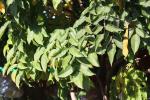Foto wisteria_floribunda_d_1785248190.jpg