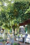 Foto wisteria_floribunda_h_1785248207.jpg