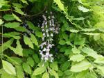 Foto wisteria_sinensis_d2_kampus_1785248296.jpg
