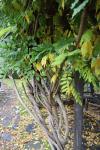 Foto wisteria_sinensis_h_1785248317.jpg