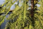 Foto wollemia_nobilis_d_1785248370.jpg