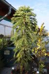 Foto wollemia_nobilis_h_1785248391.jpg